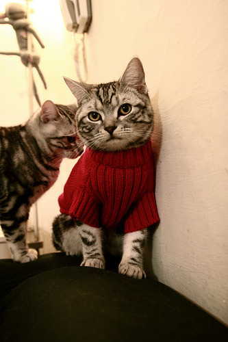 魔术大胜黄蜂展示潜力，魔术vs黄蜂比分