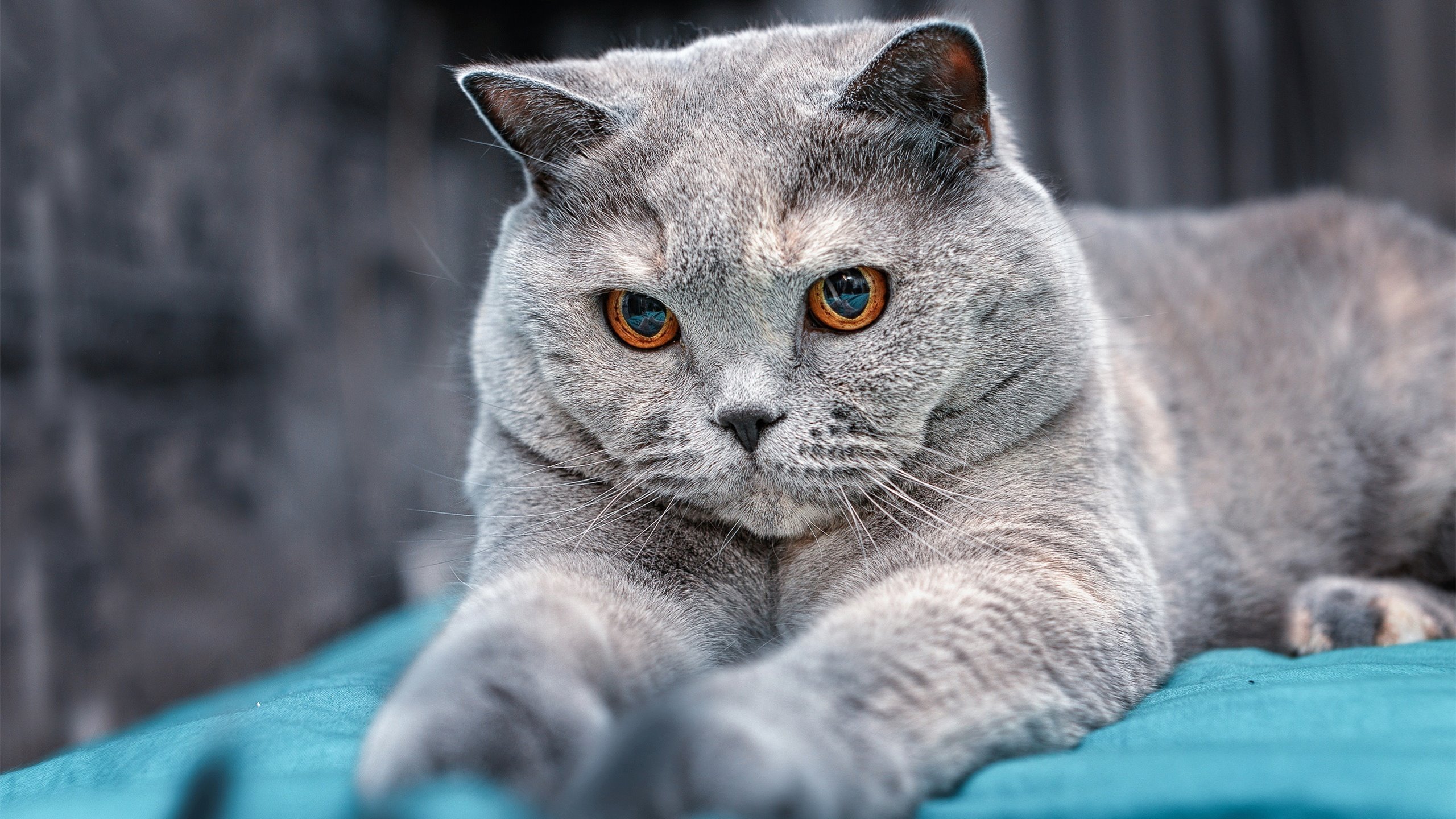 世界青年攀岩锦标赛中国队表现耀眼,2021青少年攀岩比赛