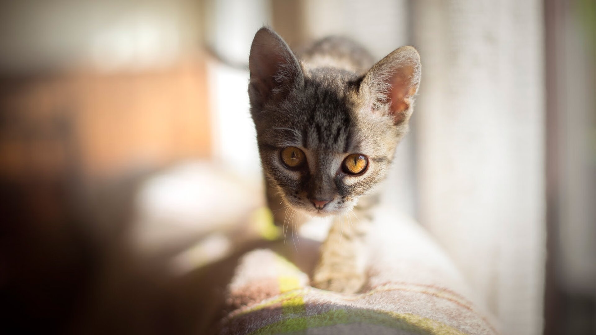 中国篮球联赛市场竞争环境分析及发展趋势,中国竞技篮球的发展现状及应对措施