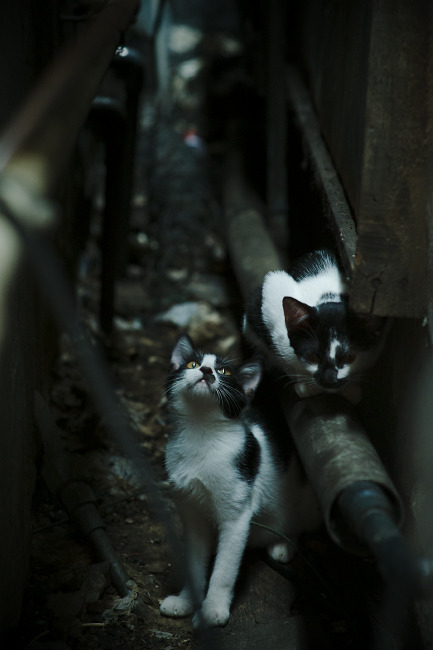 “2025世界游泳锦标赛:水上芭蕾舞动优雅与力量”