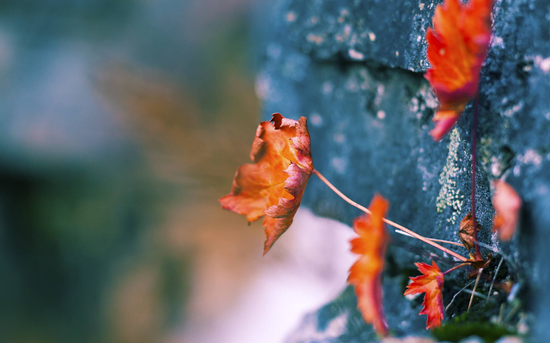 五大联赛是否提升对半场控球率的实际转化价值考量,五大联赛场均进球排行