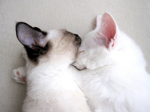 -本菲卡中场指挥若定，带动整场节奏，本菲卡是哪个国家的俱乐部