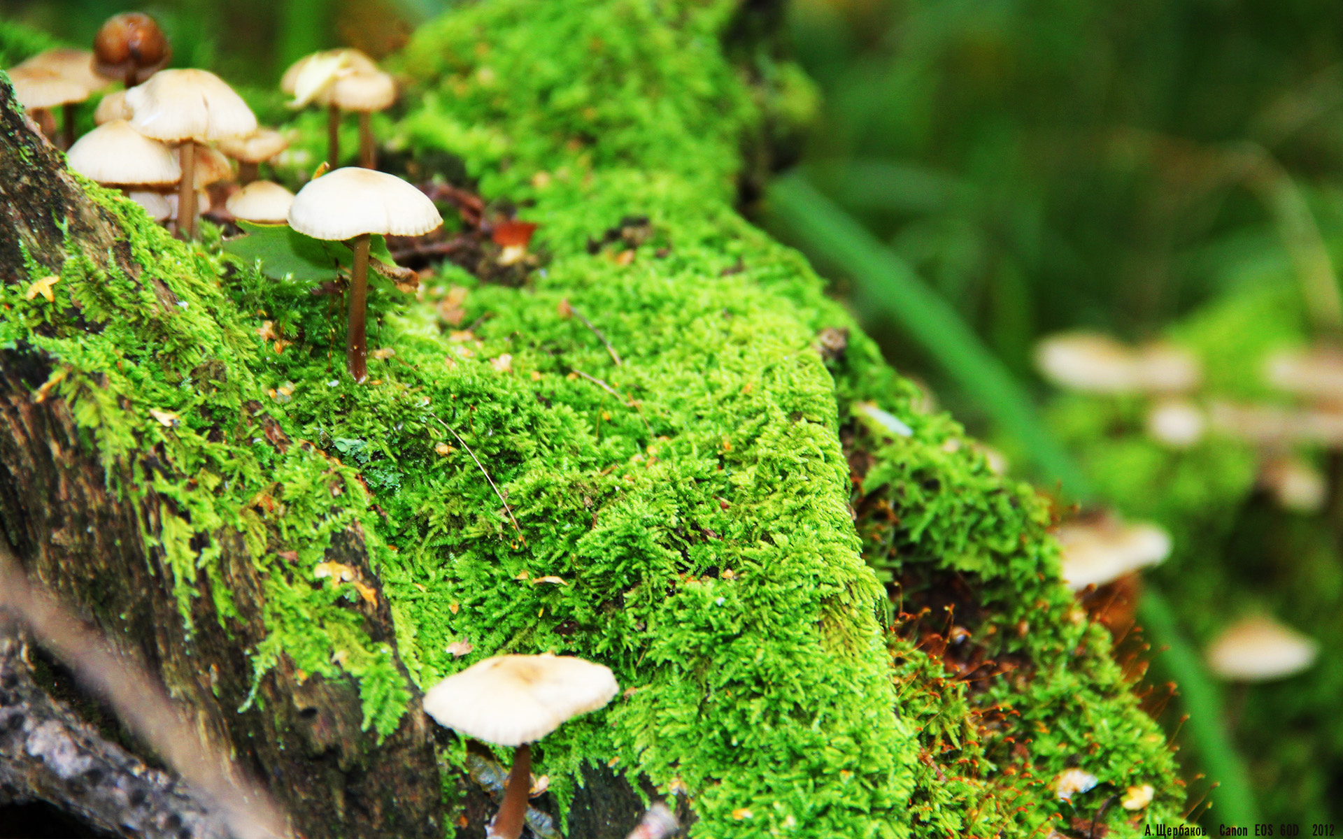 JIUYOU GAMING-校园足球组织架构重复投入资源，校园足球队管理条例