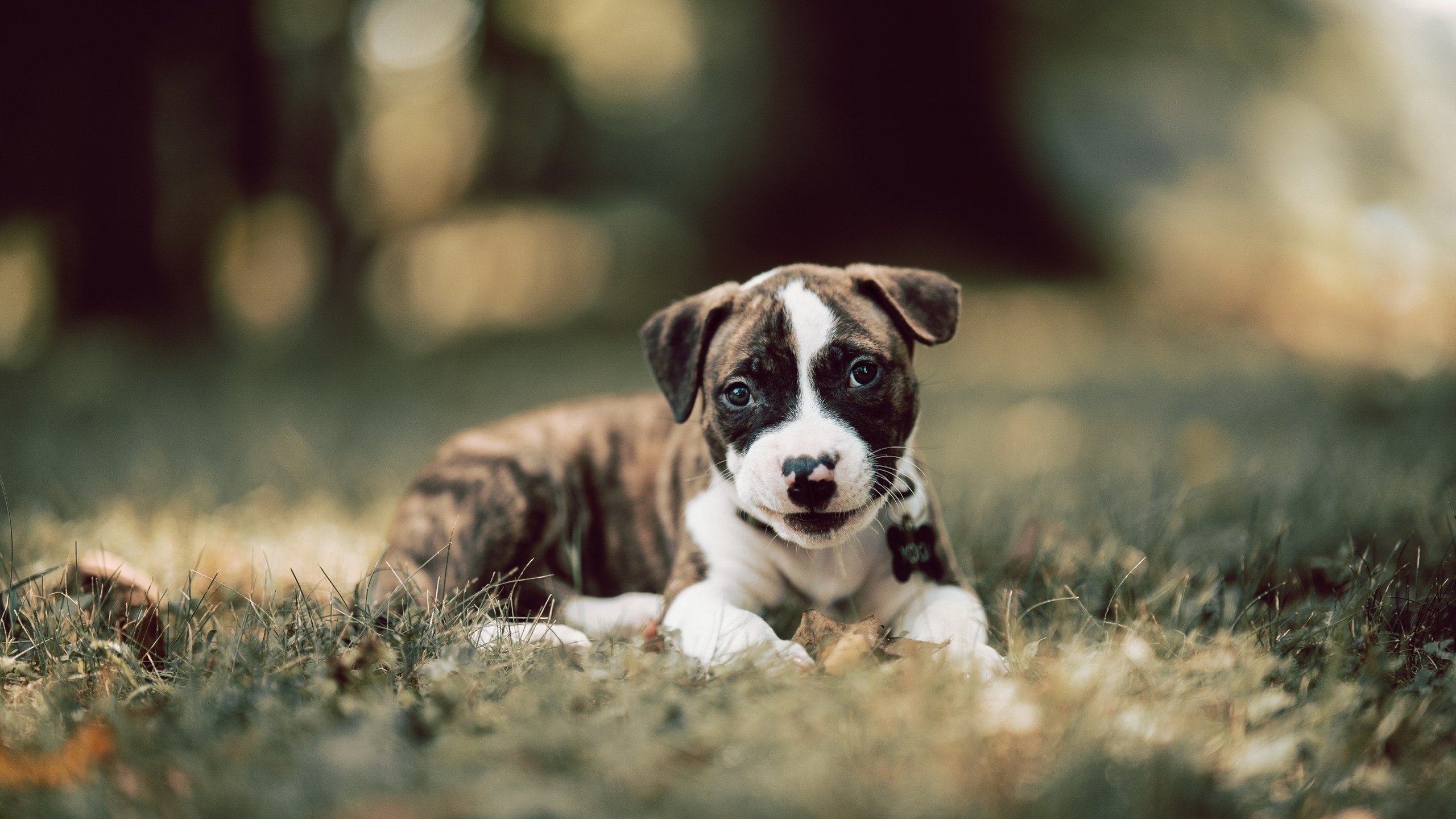 九游登录入口-乌干达女篮在非洲锦标赛中持续拼搏，运动水平日益蹿升，乌干达篮球