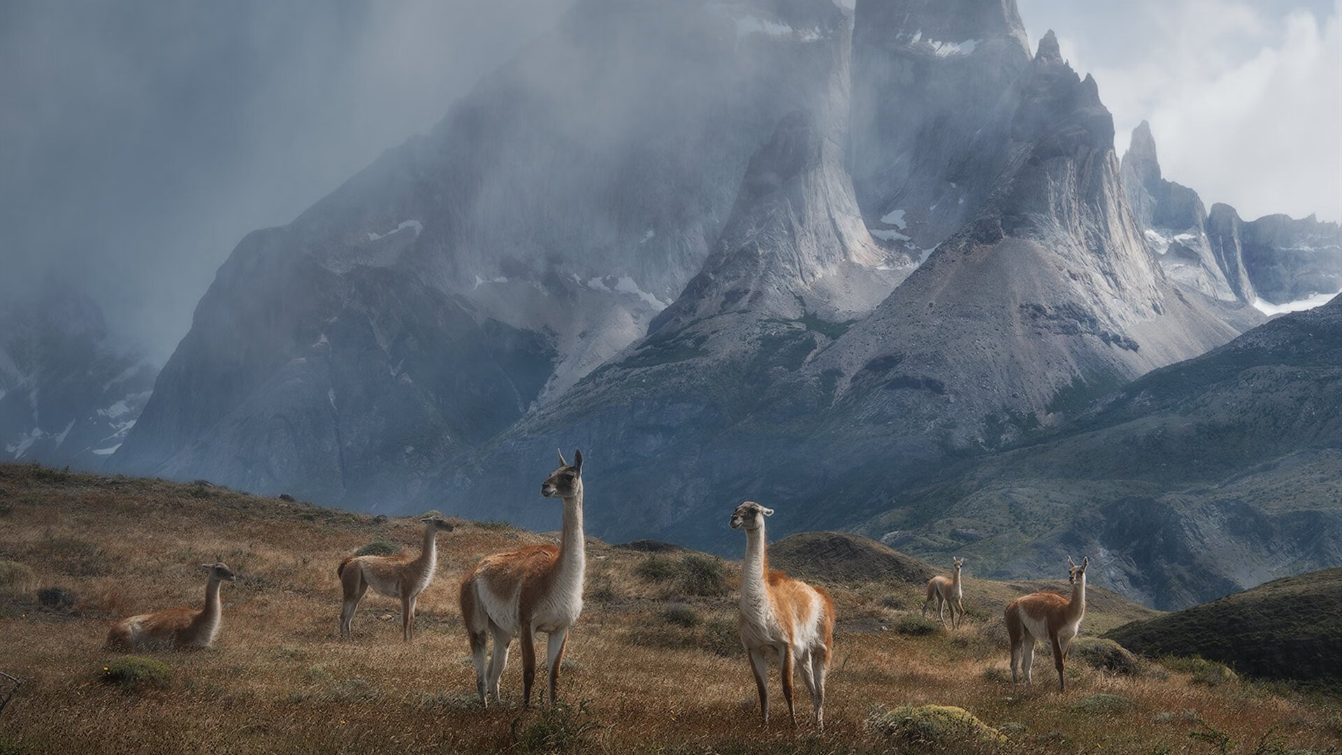 九游-唐纳德·高尔的攻防转换，带领袋鼠队稳定战局，唐纳德高德纳