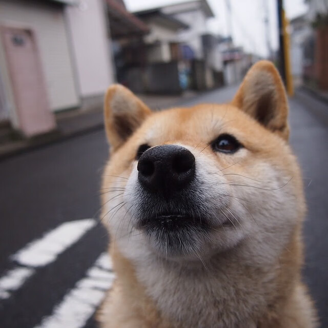 步行者传球次数提升全队进攻更加流畅，步行者球员数据